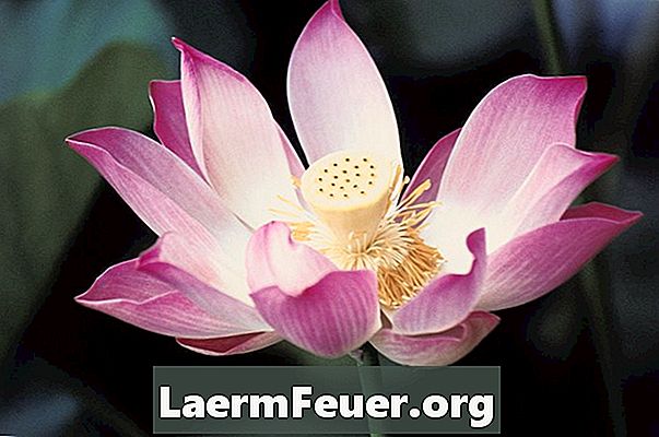 Význam lotosových květů