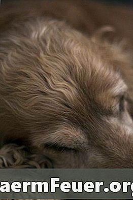 Tecken och symtom på celiac sjukdom hos hundar