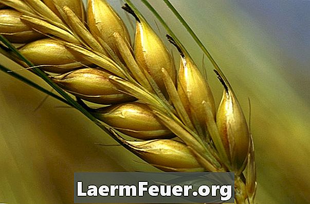 Tegn og symptomer på hvete og helkorn allergier