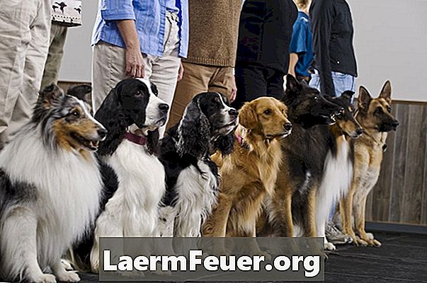 Симптоми на кучешки невронен цероиден липофусциноза