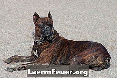 Symptome der Larynxparese beim Hund
