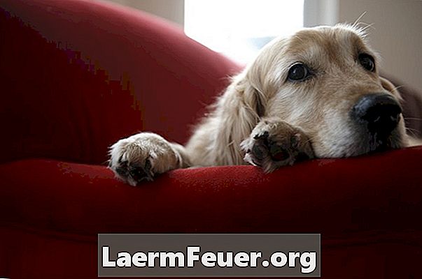 Πώς να θεραπεύσει τη διάρροια σε σκύλους με κολοκύθα