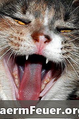 Symptome von Mundgeruch und rotem Zahnfleisch bei Katzen