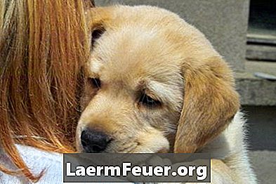 Infecção ou ferida na pele de um Labrador Retriever