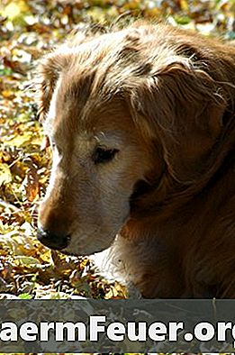 Príznaky pľúcnych červov u psov