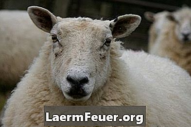 Symptom på stelkramp i får