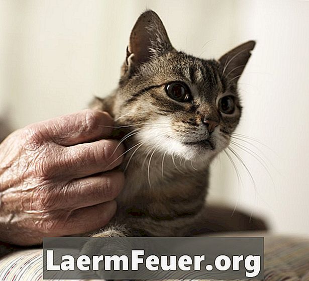 Rimedio domiciliare per la dermatite miliare nei gatti
