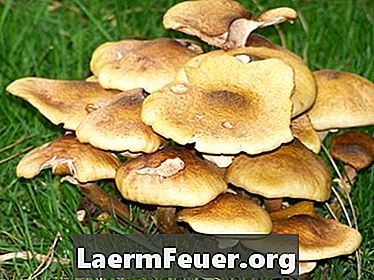 Häufige Arten von Pilzen im Boden gefunden