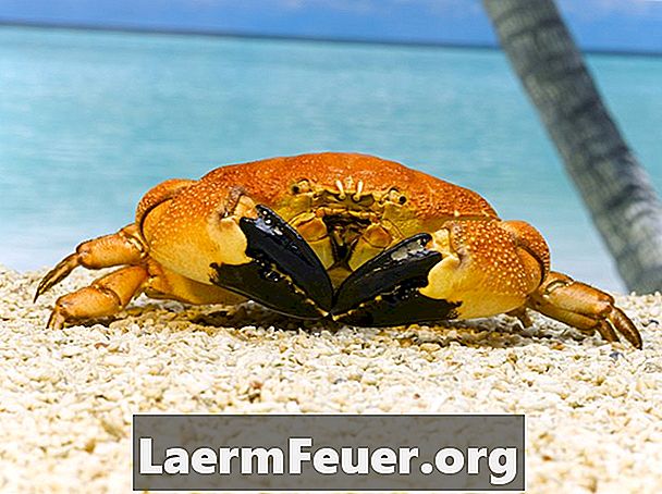 Types de crabes trouvés dans l'océan