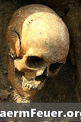 人間の頭蓋骨の形の種類