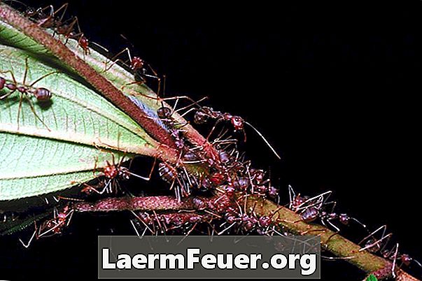 Hvordan man dræber myrer og termitter i blomstrødder