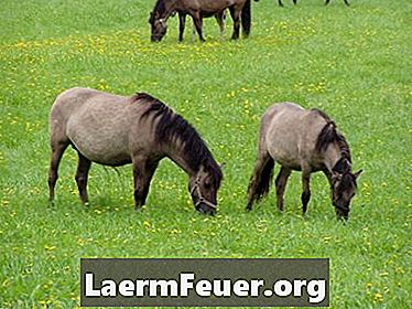 Types d'herbe pour chevaux