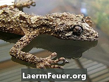 Tipos de lagartos (geckos) de estimação