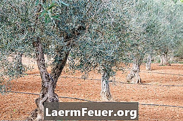 Typer oliventrær og tid til begynnelsen av produksjonen
