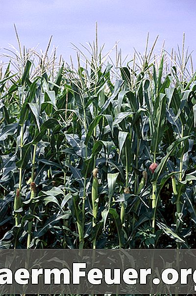 Druhy zpracování kukuřice pro krmení skotu