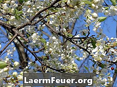 أنواع الأشجار مع زهور الربيع الأبيض أو الوردي