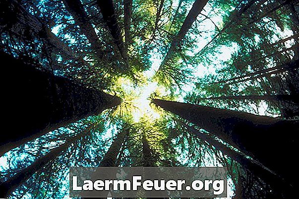 أنواع الأشجار الناشئة في الغابات المدارية