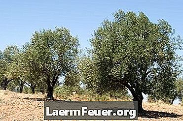 Ténicas de enxertia de oliveiras