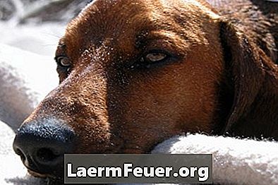 Palpebral svulster hos hunder