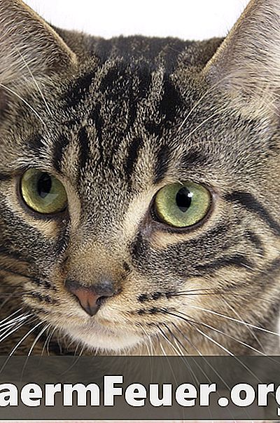 Лечение диареи у кошек в домашних условиях