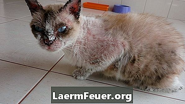 Tratamento de dermatofitose felina