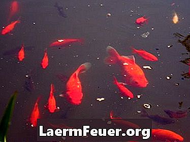 Tratamiento de lagos de peces con sulfato de cobre