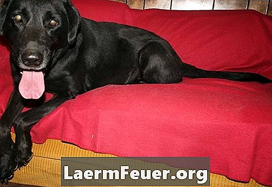 Behandlung von Lungenkrebs beim Hund