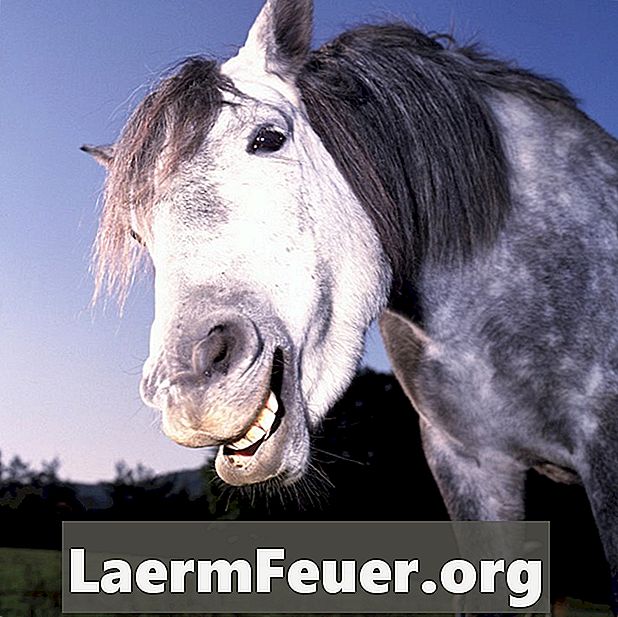 Лечение меланом у лошадей