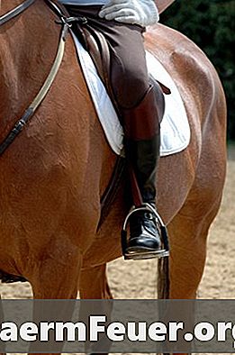 Behandlung von Seilbränden bei Pferden