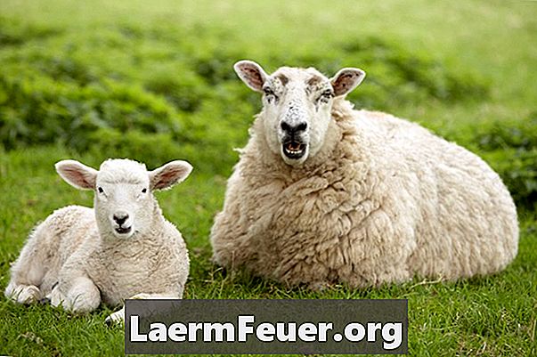 Naturalne zabiegi na wszy u owiec