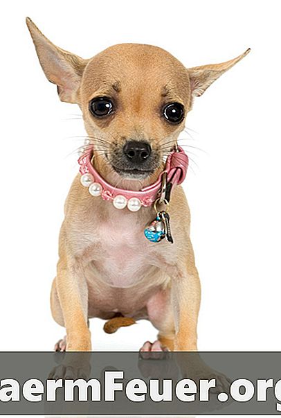 Behandlinger for lopper i Chihuahua miniatyr