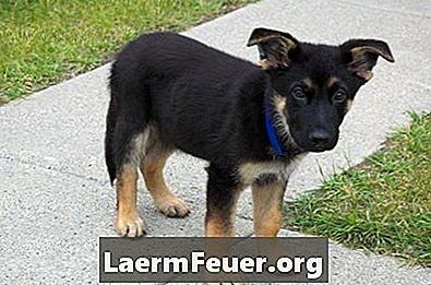Triks for å trene en Labrador Mestizo med tysk Shepherd