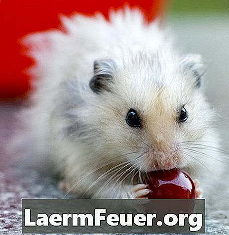Kan en hamster spise blommer?