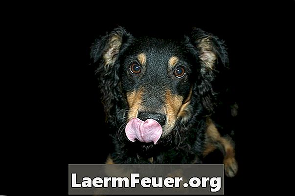 Un rimedio casalingo per impedire ai cani di leccare le ferite da dermatite