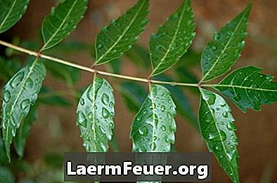 Uso di olio di neem come fungicida