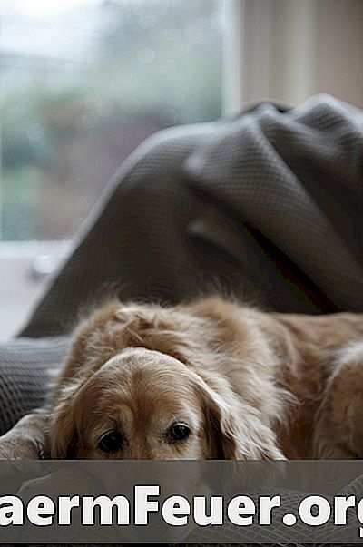 Canine-vitamines voor huid en haar