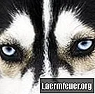 10 choses à savoir avant d'adopter un Husky sibérien