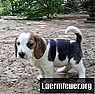 Bonnes caractéristiques des beagles mâles et femelles