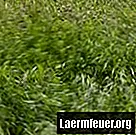 Cutii de iarbă de casă pentru câini mari