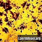 植物の葉の黒い斑点の原因