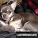 Suspensión oral de cefalexina para perros