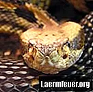 Hvordan avverge slanger med et elektrisk gjerde