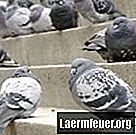 Kako se odbiti od golubova