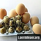 壊れた卵の殻を電子レンジで加熱して鳥を養う方法