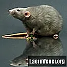 Hvordan tiltrekke en mus