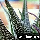Hogyan kell betakarítani az Aloe verát