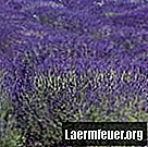 Hoe lavendelzaden te oogsten