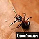 Come acquistare una formica regina o una colonia