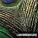 Kako sačuvati paunovo perje