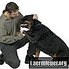 Πώς να κόψετε μια ουρά Rottweiler
